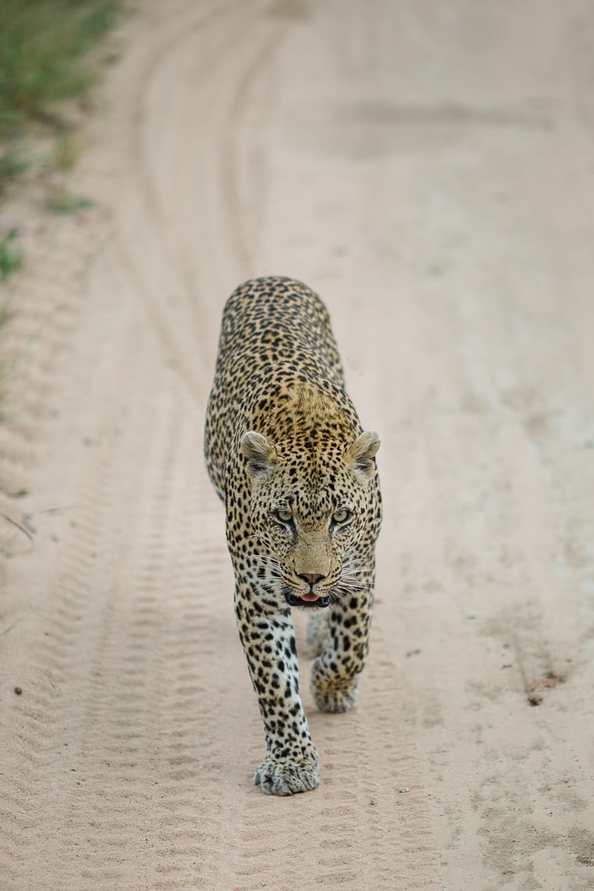 south africa wildlife photographer