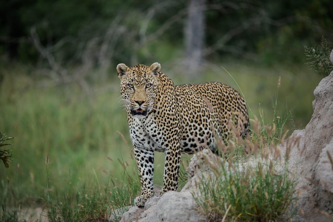 south africa wildlife photographer