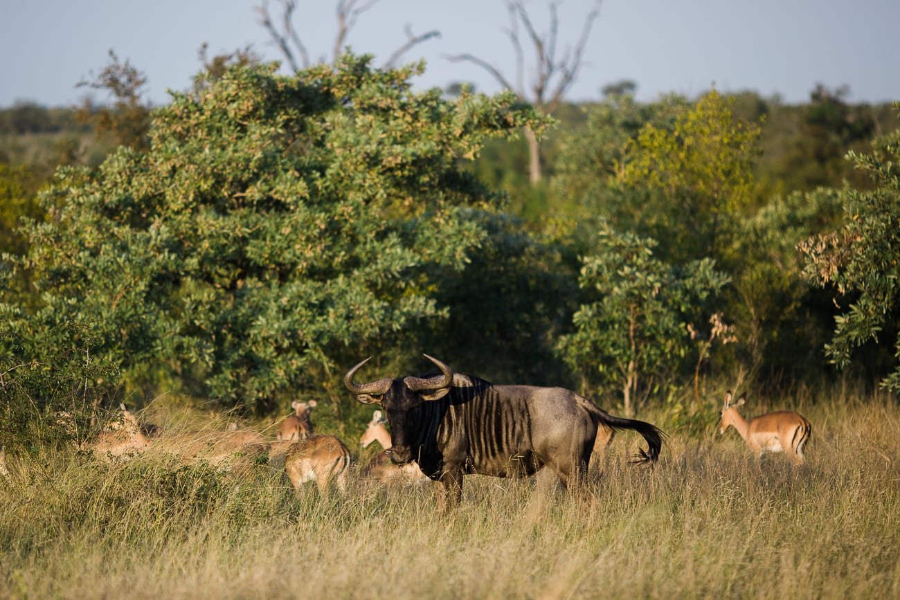 savanna game reserve south africa