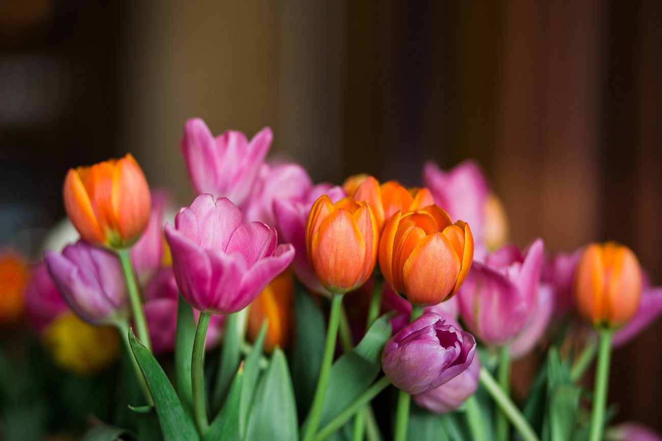 Wedding Tulips