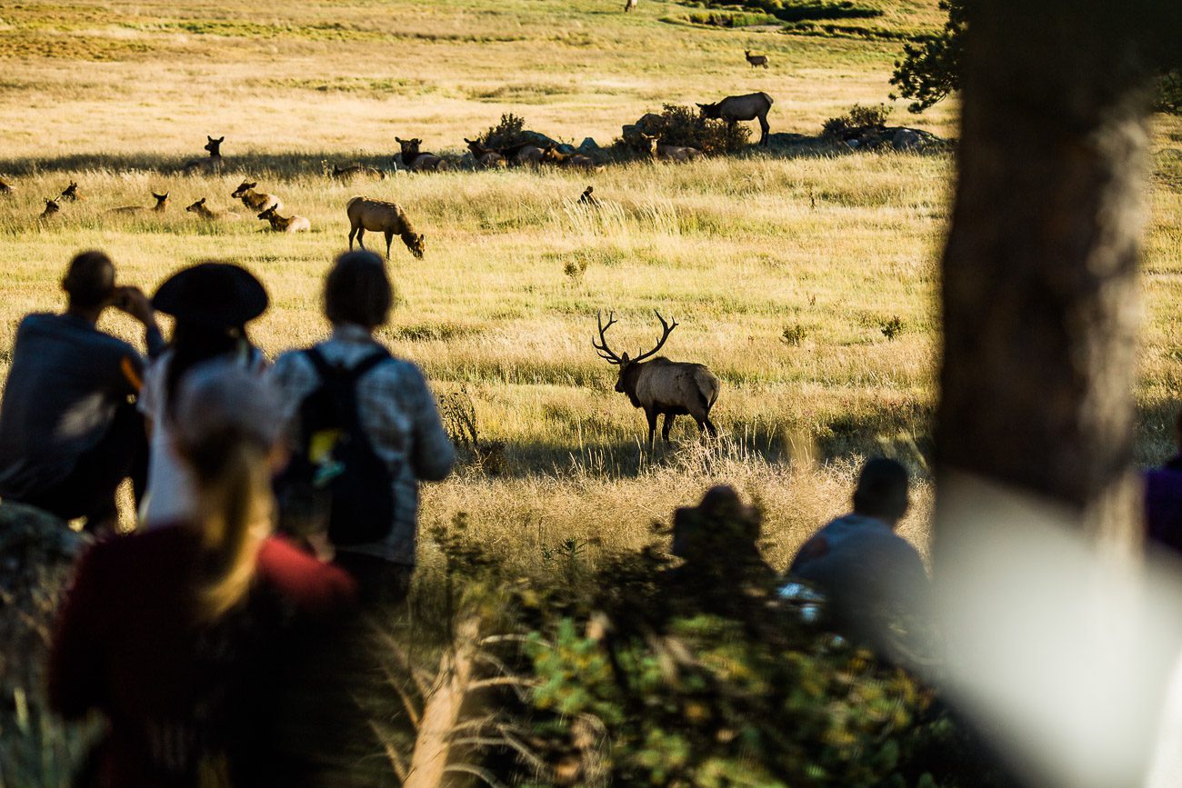 Elk Bugling in Rocky Mountain National Park