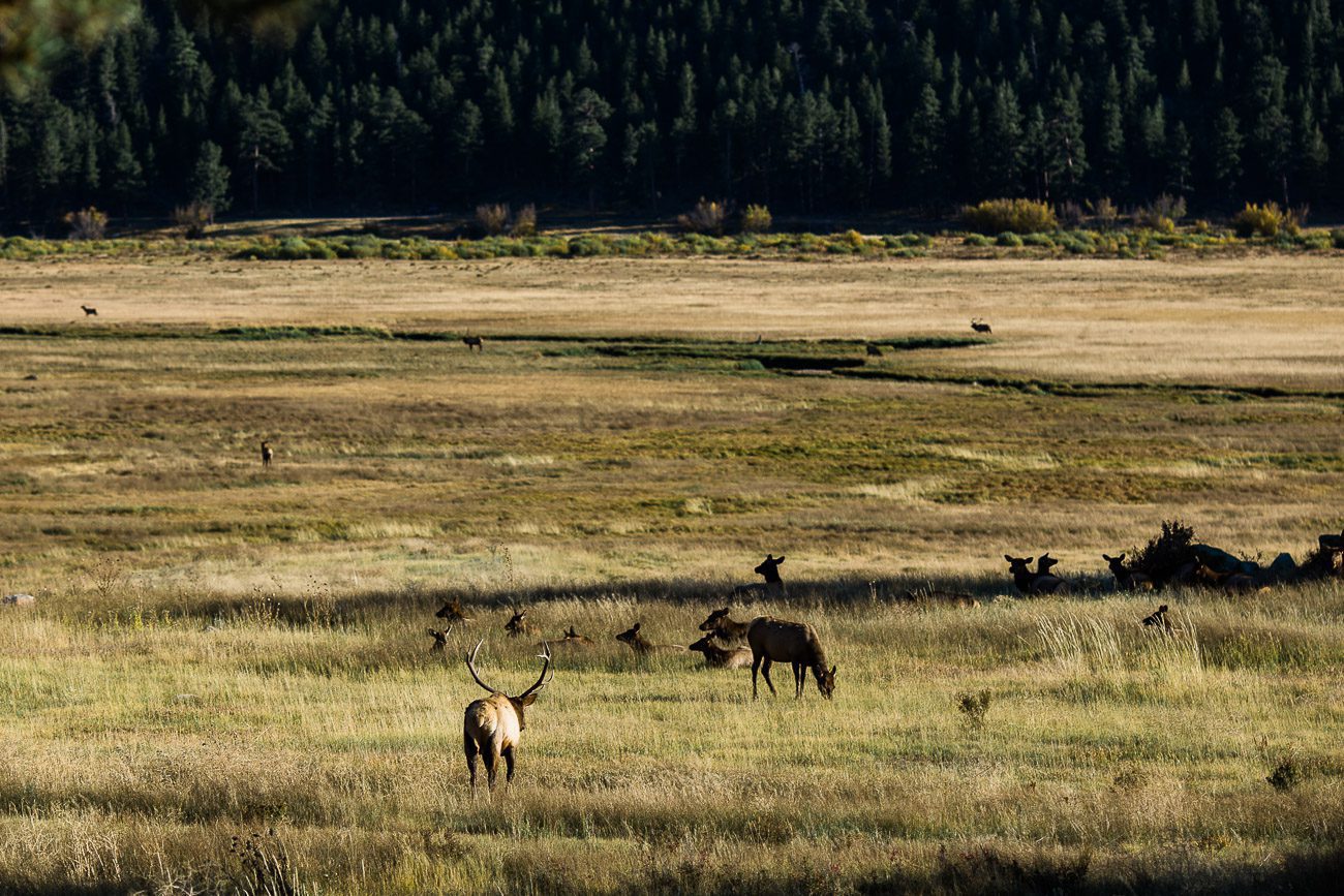 Elk Bugling in Rocky Mountain National Park