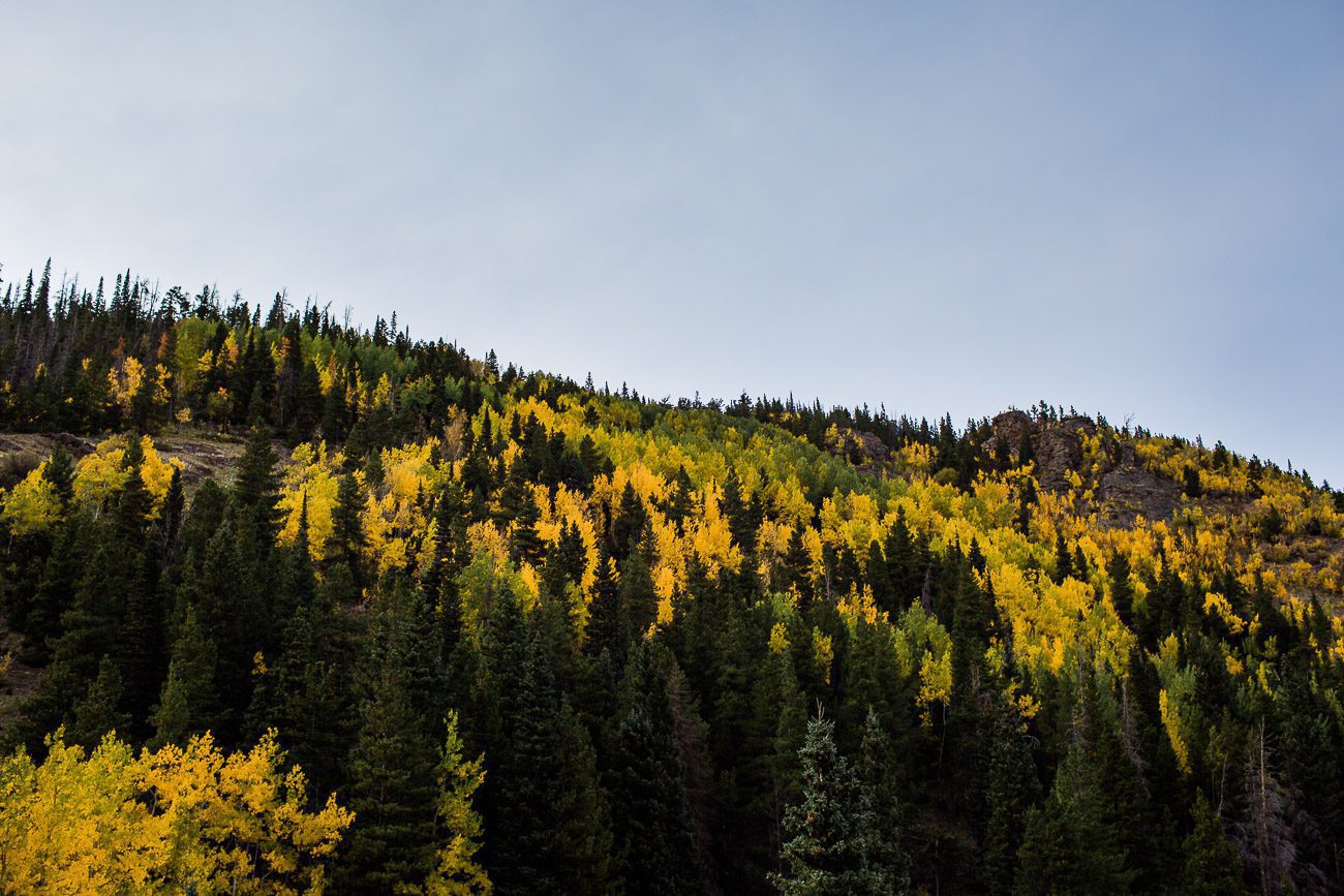 Fall leaves in Rocky Mountain National Park