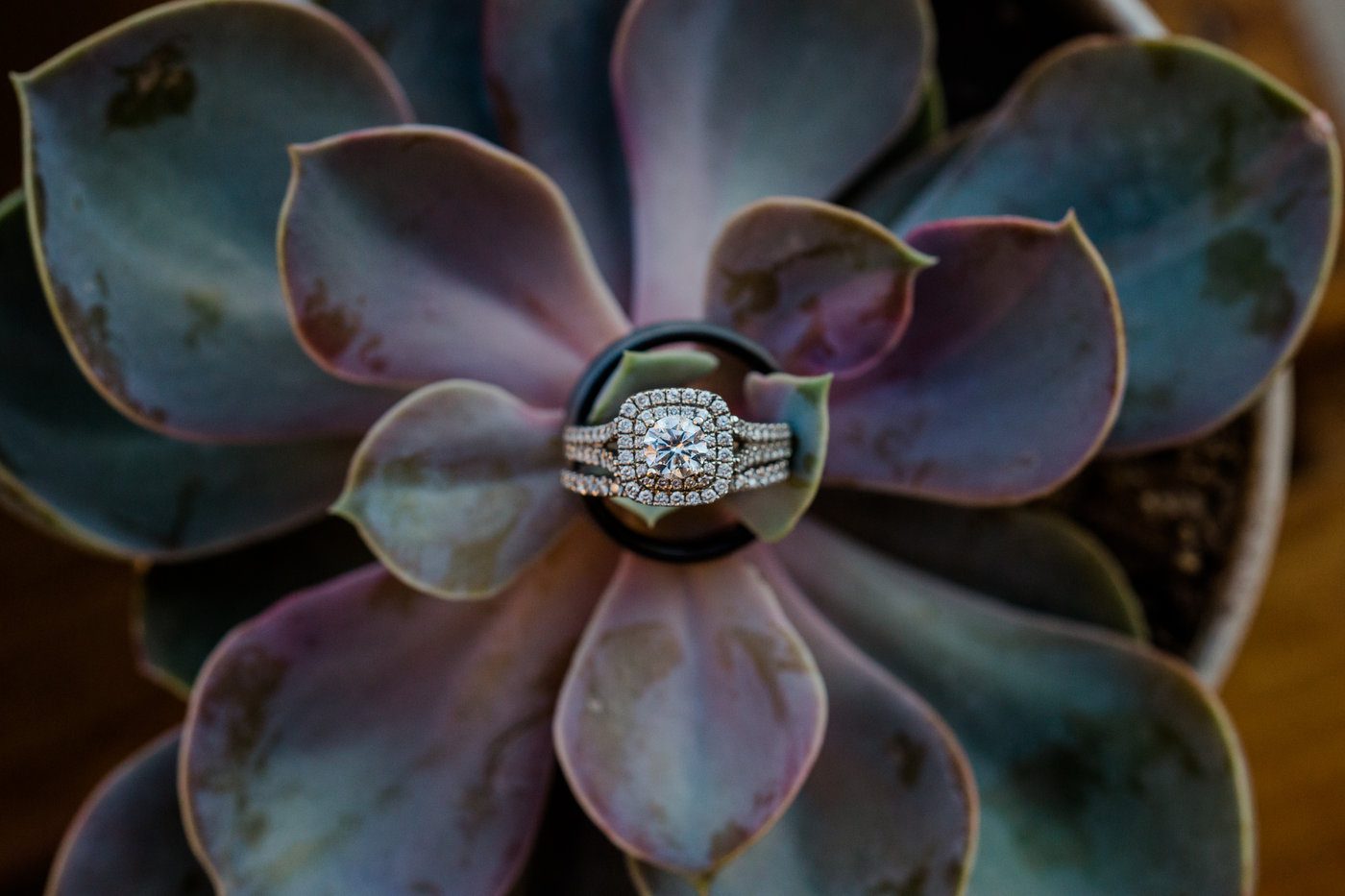 Wedding ring in succulent
