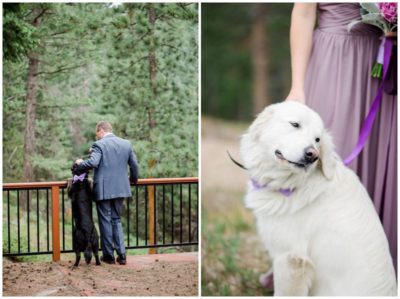 Photos of dogs at weddings