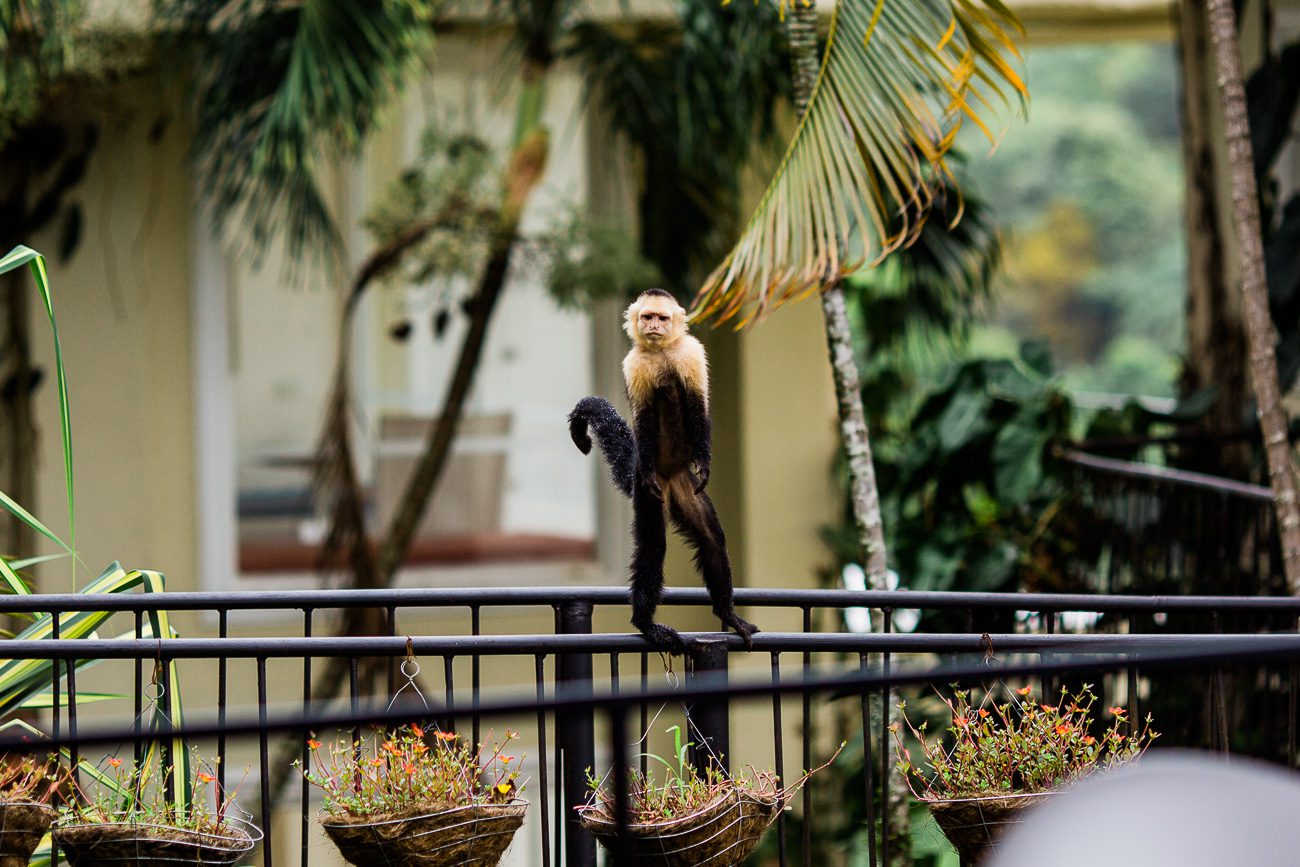 Costa Rica travel photos monkey