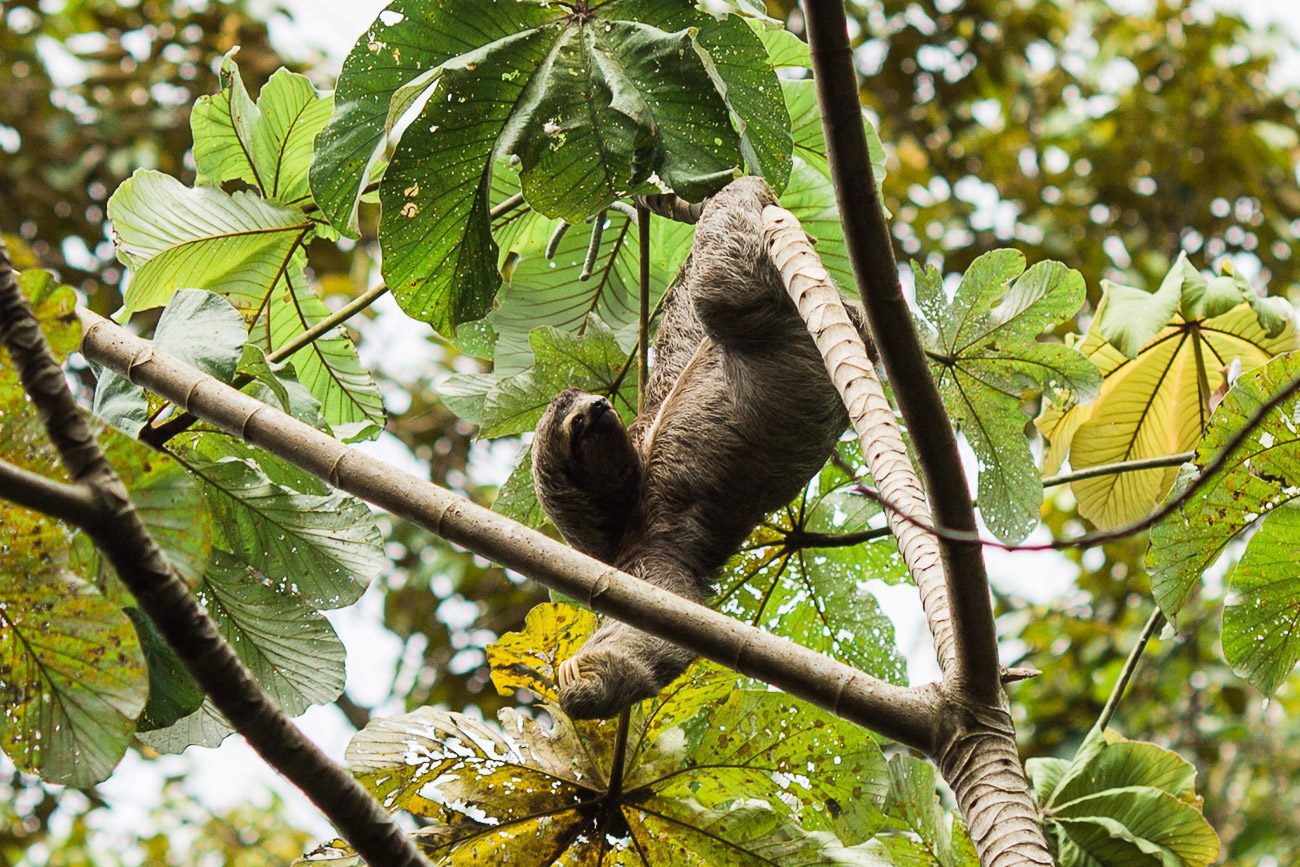 Manuel Antonio National Park Costa Rica wildlife sloth