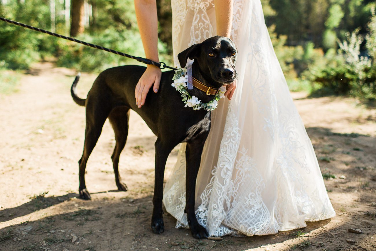 Adventure elopement photos with your dog