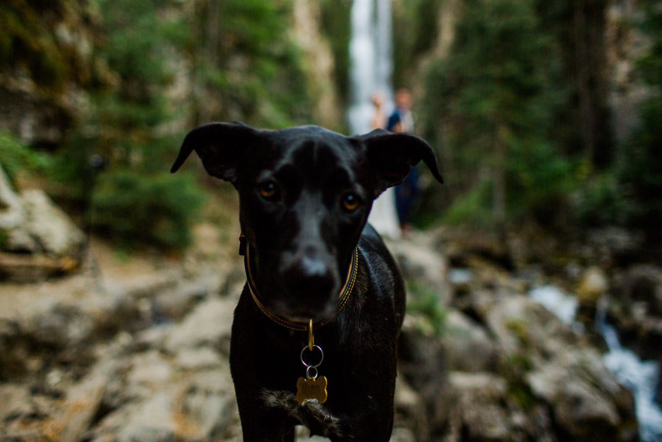 Colorado elopement photos with dog