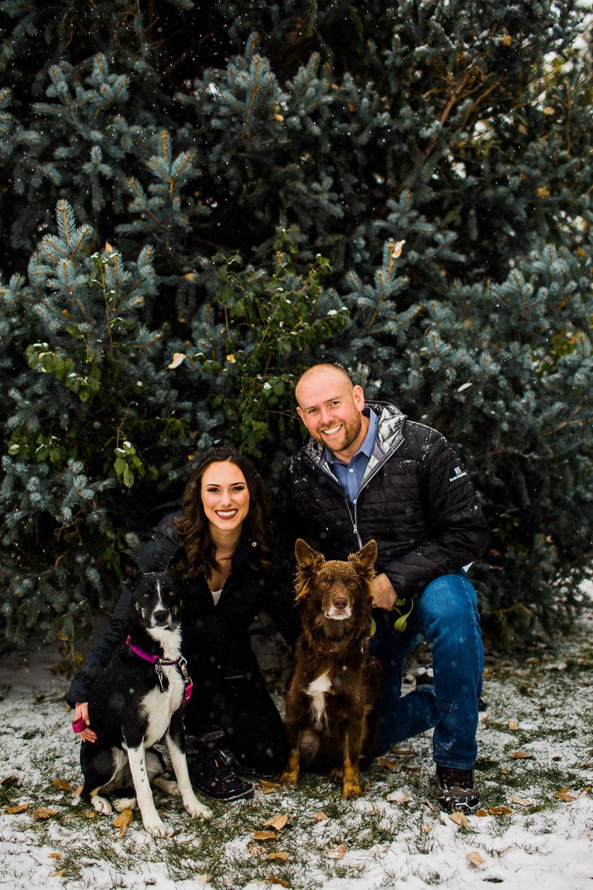 Holiday card photo with dogs