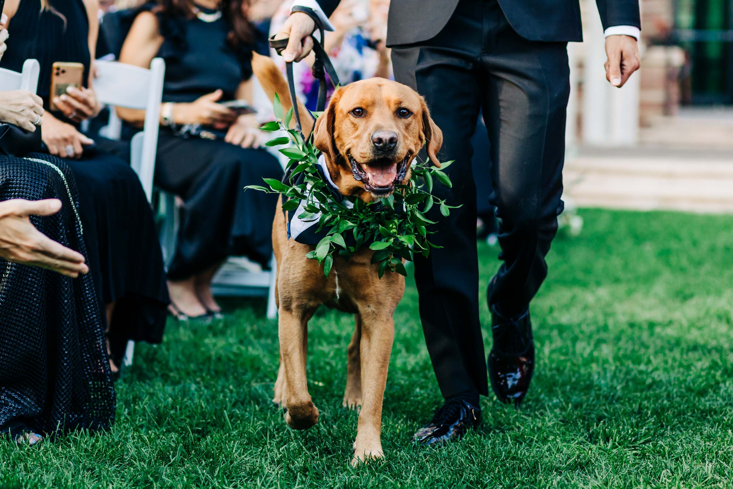 dog walking down aisle